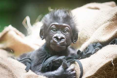 Cleveland Metroparks Zoo asks public to pick name for baby gorilla