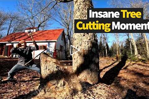 Top 15 Insane Tree Cutting Moments