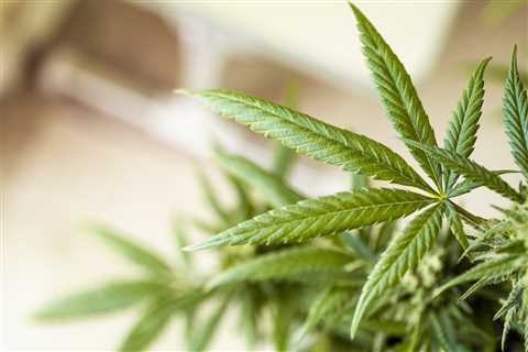 How Sweetleaf Joe Is Making Cannabis Compassionate