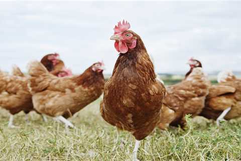 Food shortages and rising chicken prices could spark riots, farmers say insisting govt is..