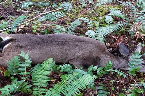 Think Poachers Get Off Easy? Oregon Just Hired Its First Anti-Poaching Special Prosecutor to Crack..