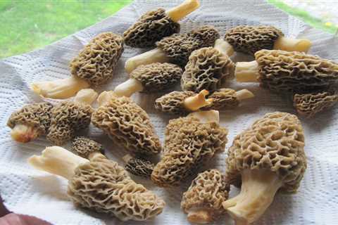 The Ultimate Guide to Finding Morel Mushrooms in Your Subdivision