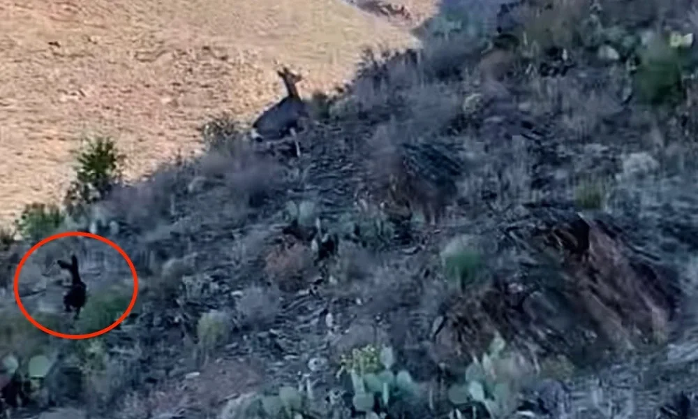 Video: Wildlife Biologists Spot “Rarest of Rare” Melanistic Mule Deer in West Texas