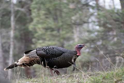 How to Hunt Public Land Turkeys