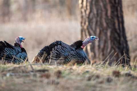 Two-Year-Old Toms Are the Bad Boys of the Spring Turkey Woods. Here’s How to Hunt Them