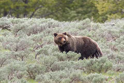 British Columbia Outfitters Seek Class-Action Suit Challenging Grizzly Bear Hunting Ban