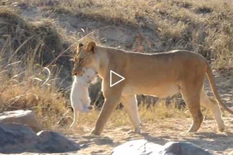 40 UNBELIEVABLE African Wild Animal Encounters CAUGHT ON VIDEO!