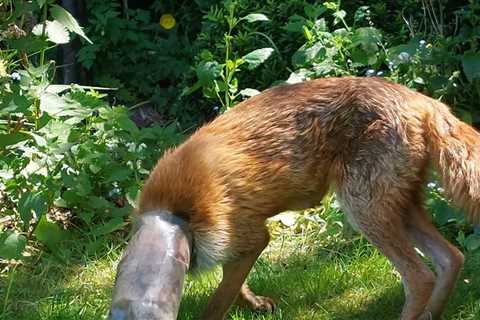 Fox with head in plastic bottle saved in Cambridge park