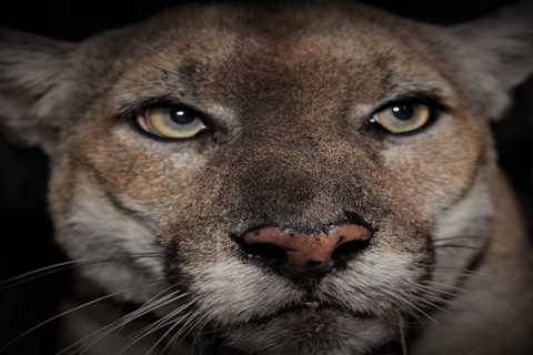 Mountain Lion Enters California High School, Is Trapped Inside Empty Classroom