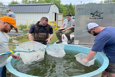 Tribes lead effort to restore, enhance native Great Lakes fish populations ⋆