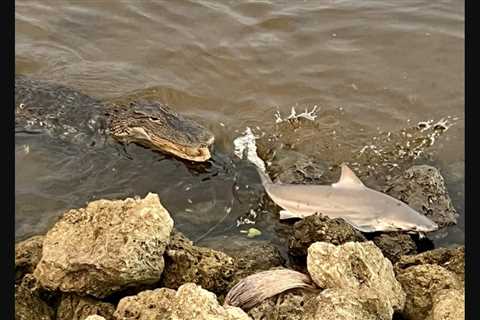 Florida Fisherman Photographs Alligator Trying to Take on a Bull Shark