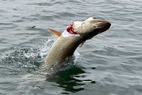 Minnesota Angler Hooks Walleye and Muskie on the Same Bait With One Cast