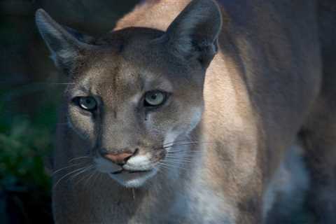 Study Finds Panthers Are Now Top Predator of Whitetail Deer in Southwest Florida