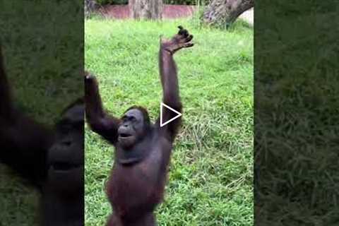 Orangutan Shows Off Funny Poses