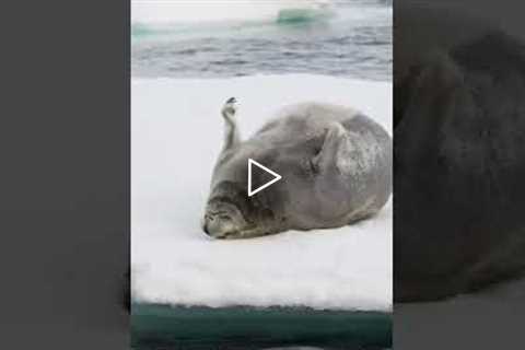 Photographer captures largest seal she's seen rolling on ice