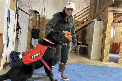 Montana’s Blackfeet Tribe to Use Dogs to Sniff Out Disease and Contaminants