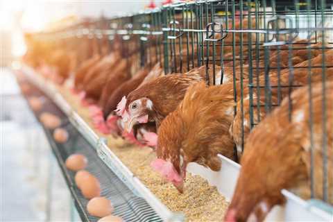 The Indiana State Poultry Association is pushing for a farmworker reform bill