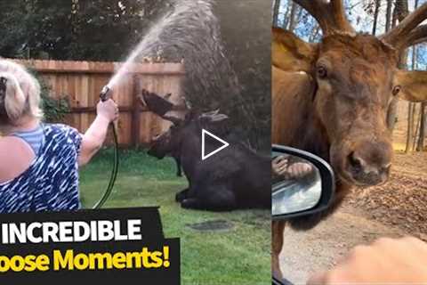 The Best Moose Moments Caught on Camera