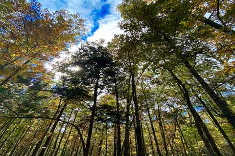 Old-growth trees on federal lands at risk despite Biden order, environmentalists say ⋆