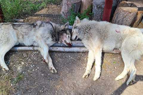 Montana Man Kills Two Wolves That Attacked His Goats