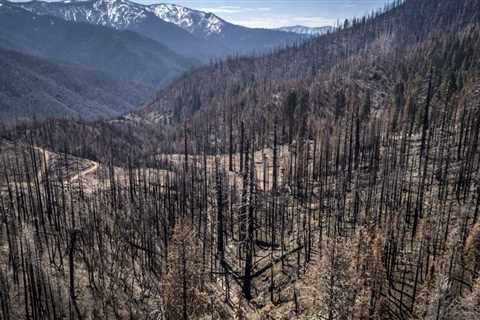 US plants 1 billion trees as climate change kills forests |  Ap top news