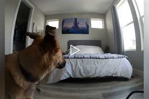 Man sets up hidden camera to see what his dog does while he's at work