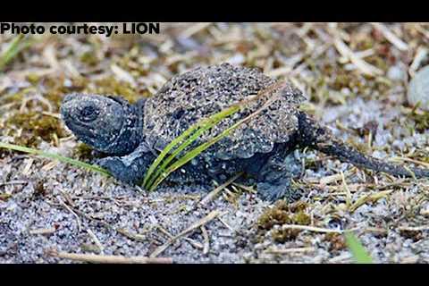 Rescue group says 100 baby turtles mowed down by workers