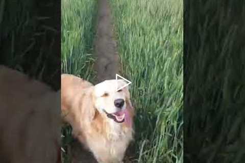 Woman hides from dog to see if he'll search for her!