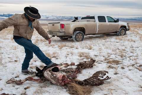 How Many Wolves Should There Be in Colorado?