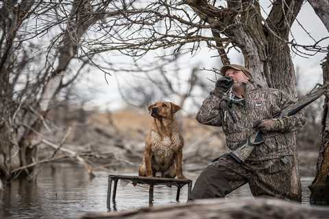 The Best Duck Hunting Dogs