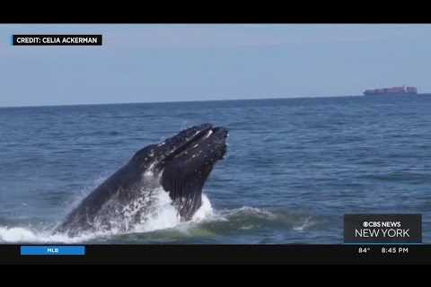 Whales in New York City area spark fascination