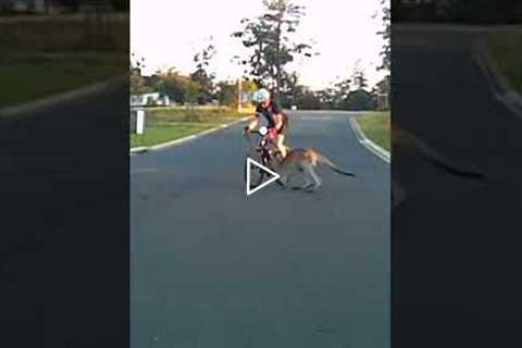 Kangaroo Runs right into Cyclist