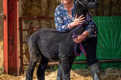 Geronimo with us ‘in spirit’ and I’ll never give up fight to clear his name, owner vows one year on ..