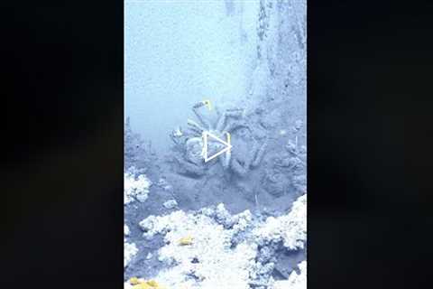 Scientists Accidentally Made A Chilling Discovery In This Region Of The Ocean #shorts