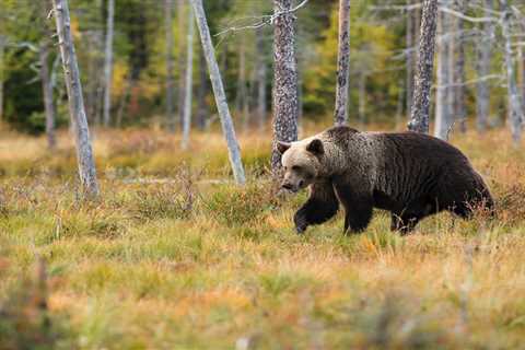 Best Bear Spray: Five Things to Consider