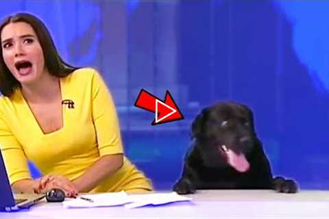 Best Animals News Bloopers