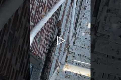 Sneaky Snake Slithers on New York City High Rise