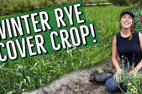 Winter Rye Cover Crop for the Home Garden