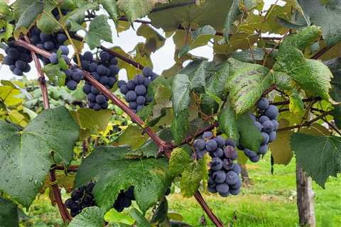 Concord grapes are in season: Here are 3 greater Cleveland-area farms you can pick yourself