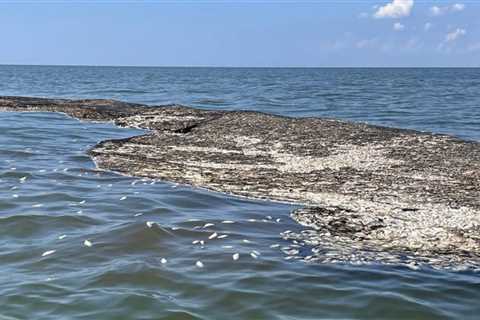 900,000 Fish Were Netted, Killed, and Dumped Back into the Gulf of Mexico. Not Many People Know or..