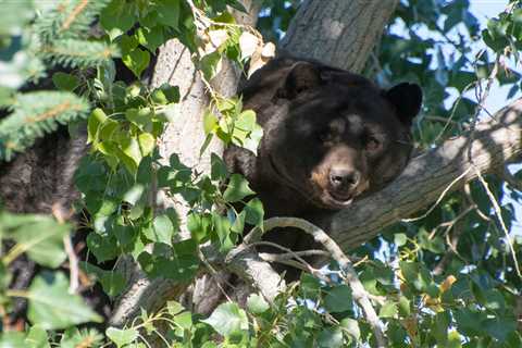 Colorado Woman Attacked by a Black Bear in Her Backyard