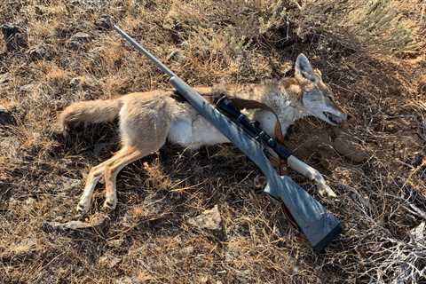 .222 Remington Magnum: A Classic Cartridge That Still Gets It Done on Varmints and Predators