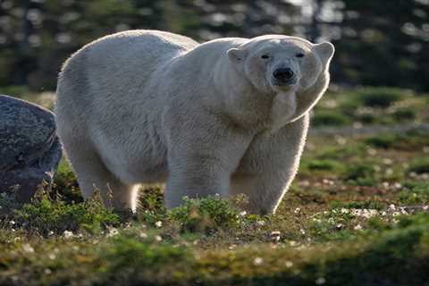 Are Grizzlies and Polar Bears Hybridizing in Alaska?