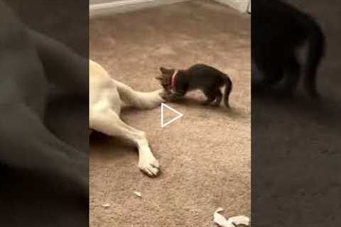 Courageous Kitten Sneak-Attacks Labrador Dog while he Sleeps