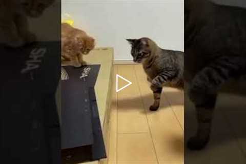 Best Funny Cute Cats Viral Clip | funny Cute Cats | shorts Video | trending_animals _reels😺😍part86