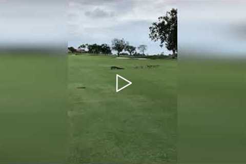 Family of Ducks Chase Alligator Off golf Course