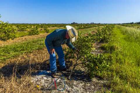 Florida farming hit by Hurricane Ian – Nation & World News