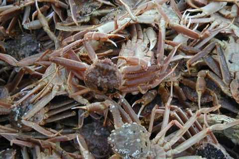 Alaska cancels snow crab season amid population decline