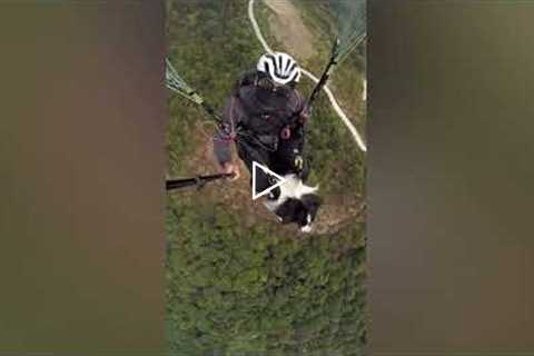 Dog Loves Paragliding with Owner