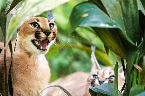 Zoobilee supports Tallahassee Museum’s natural wonders